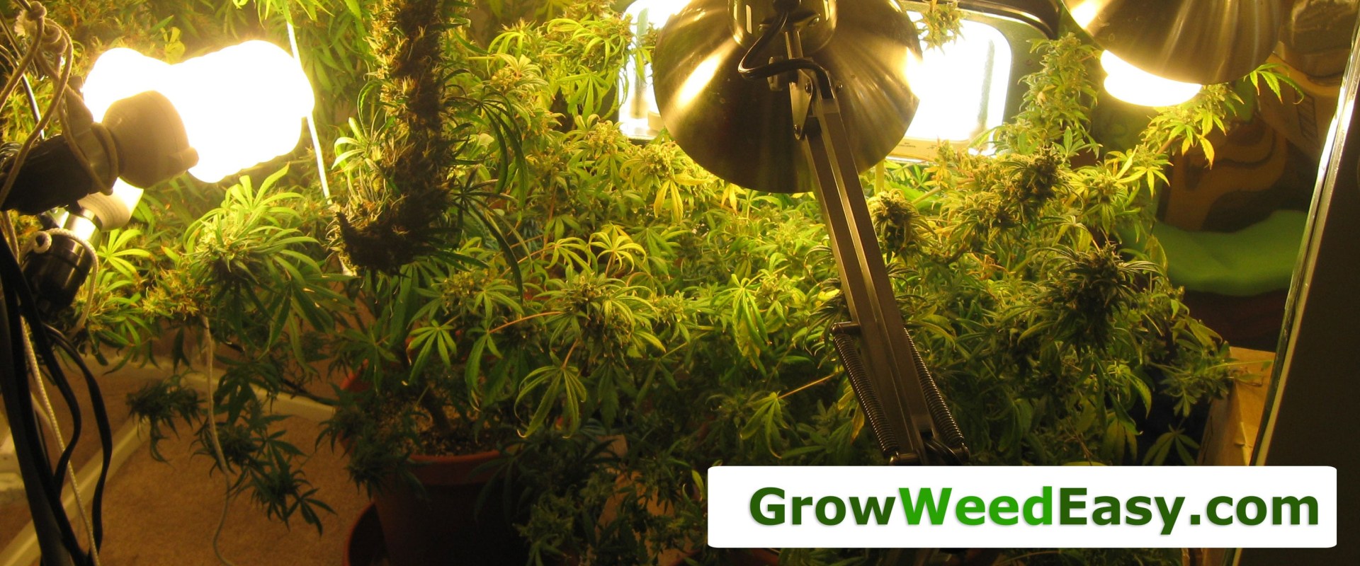 Metal Halide (MH) Lights: A Guide to Hydroponic Gardening