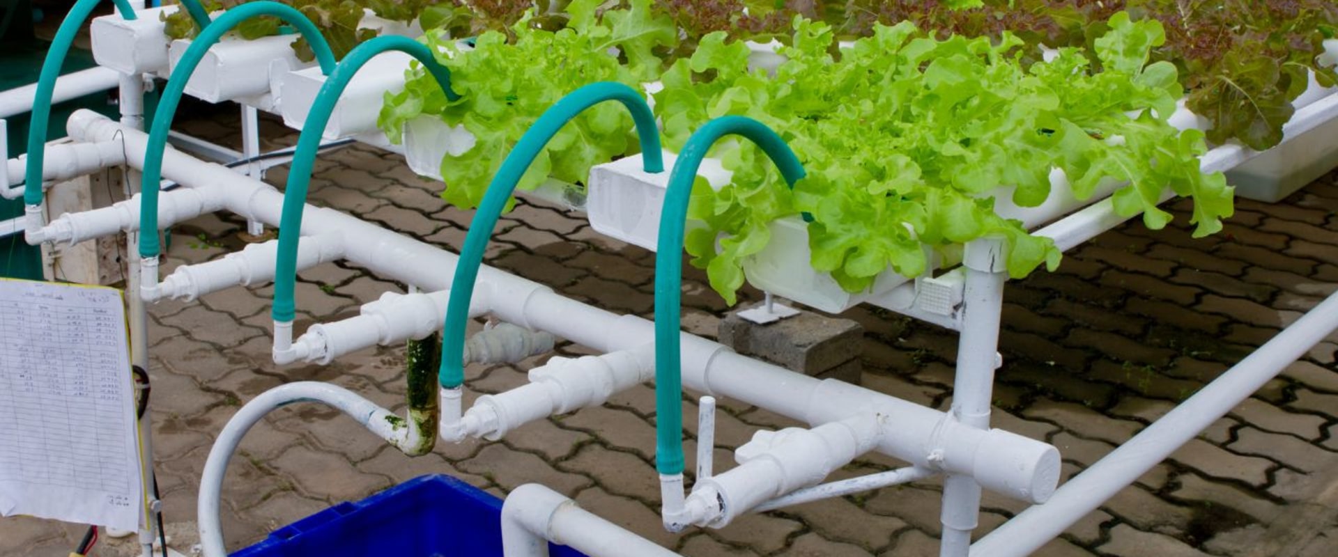 Ebb and Flow: The Ultimate Guide to Hydroponic Gardening