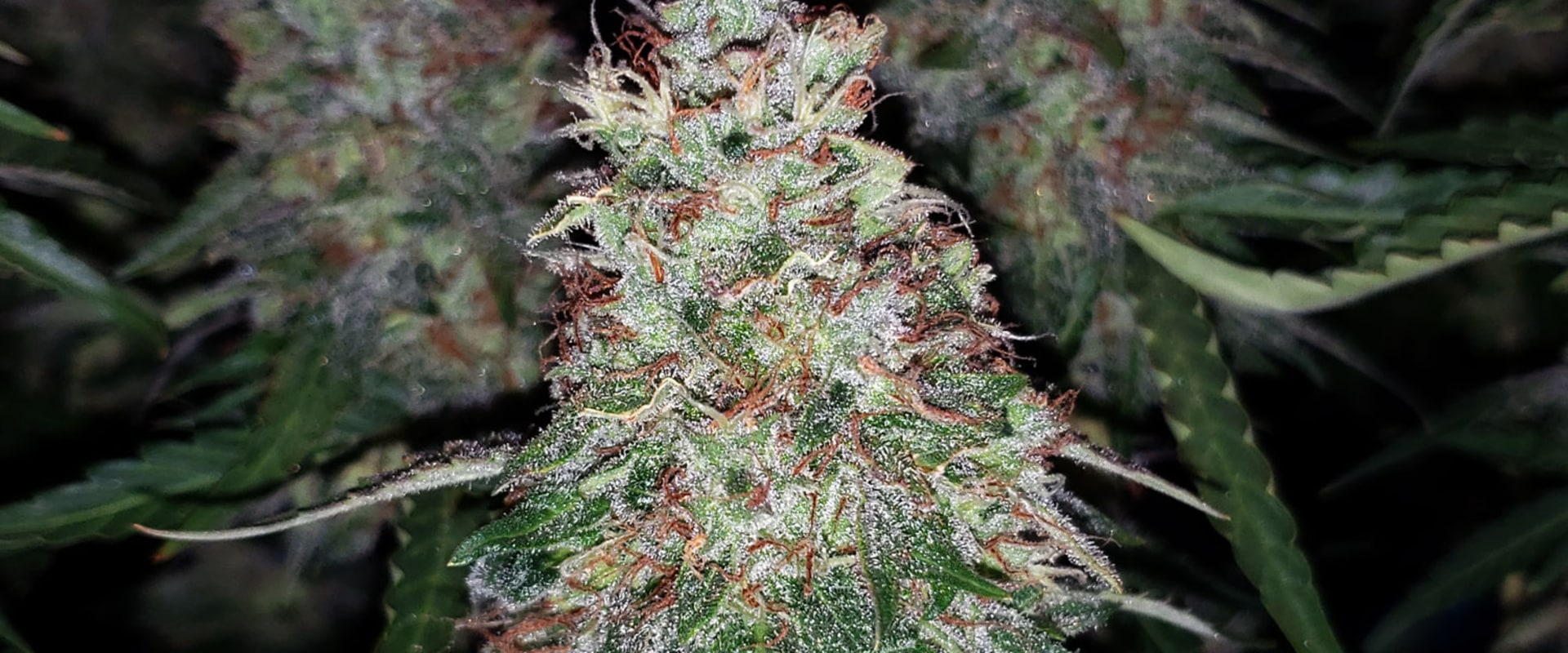 A Beginner's Guide to Ceramic Metal Halide (CMH) Lights for Hydroponic Gardening
