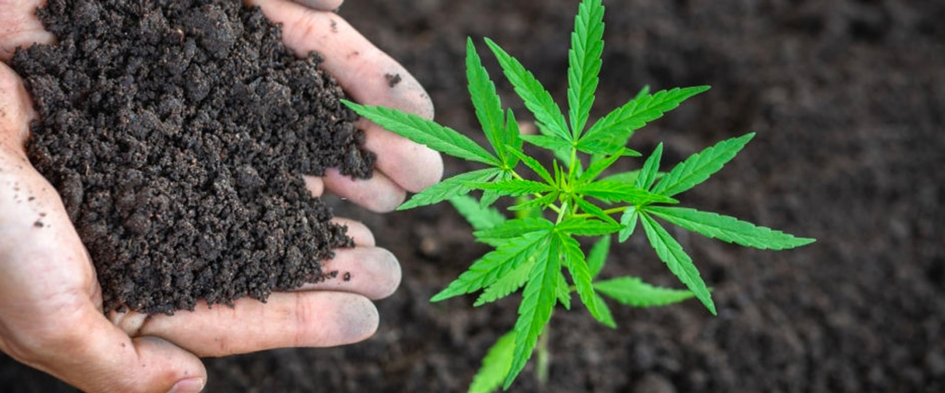 Organic vs. Synthetic Supplements: Choosing the Best for Your Hydroponic Garden