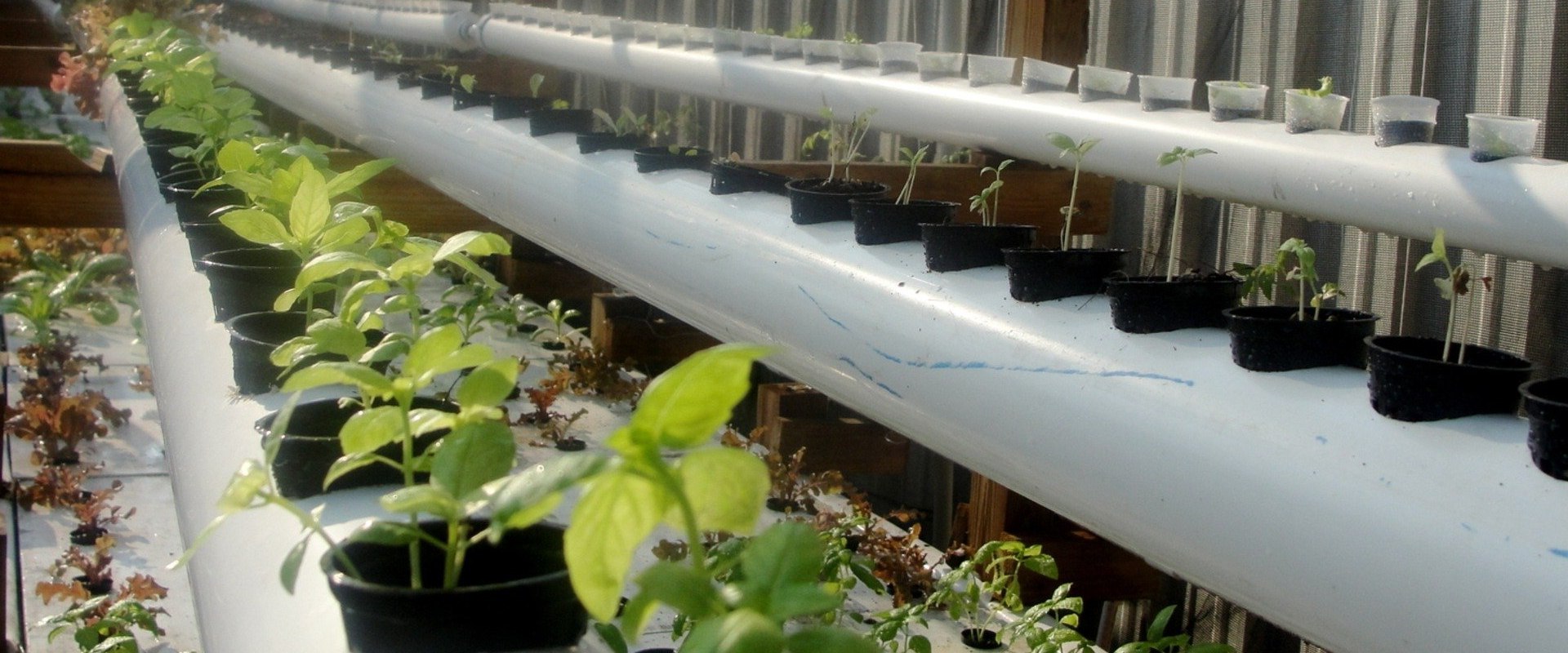 Recirculating vs. Non-Recirculating Systems: Which is Best for Your Hydroponic Garden?