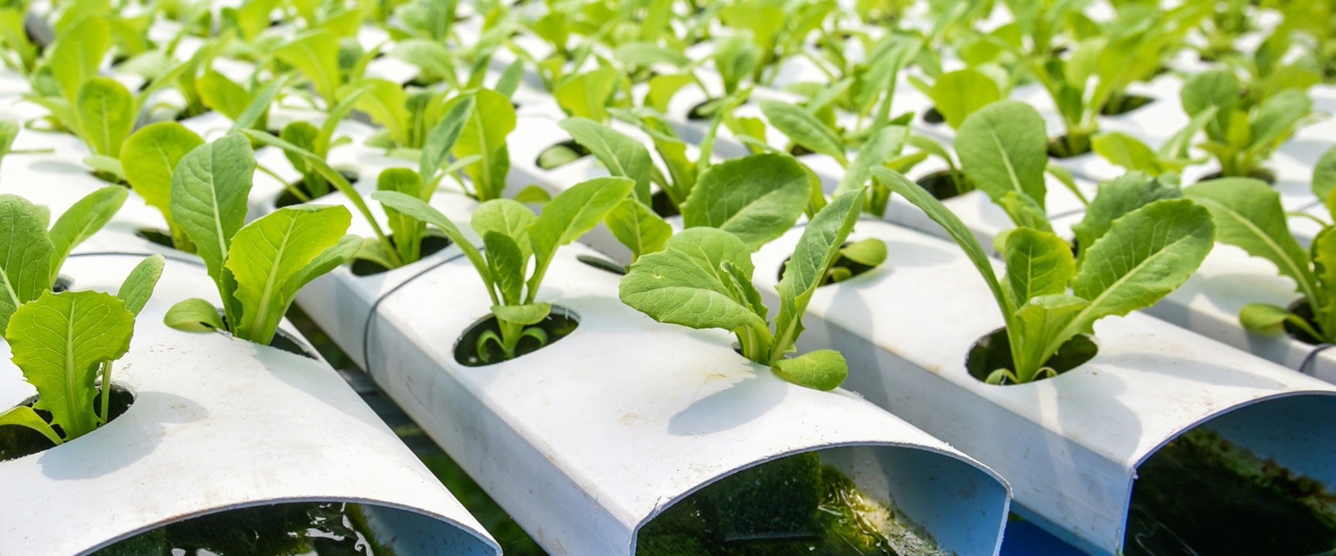 How Beneficial Microbes and Enzymes Can Transform Your Hydroponic Garden