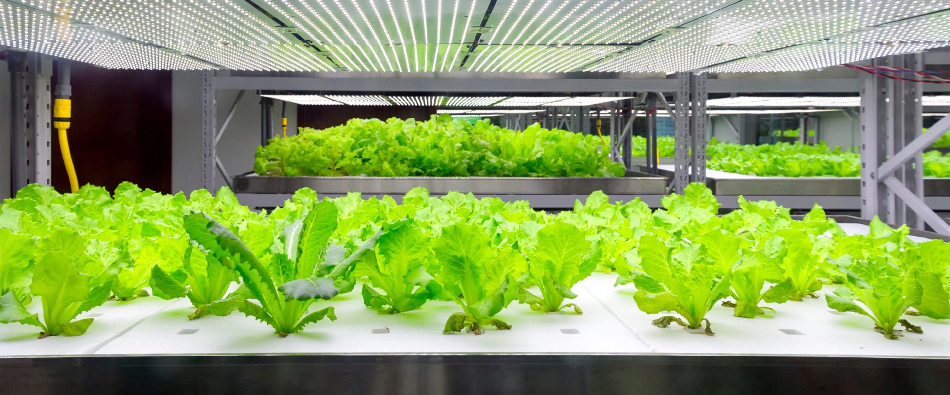 A Comprehensive Look at Fluorescent Lights for Hydroponic Gardening