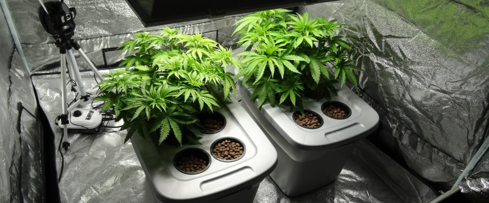A Comprehensive Look at Deep Water Culture (DWC)