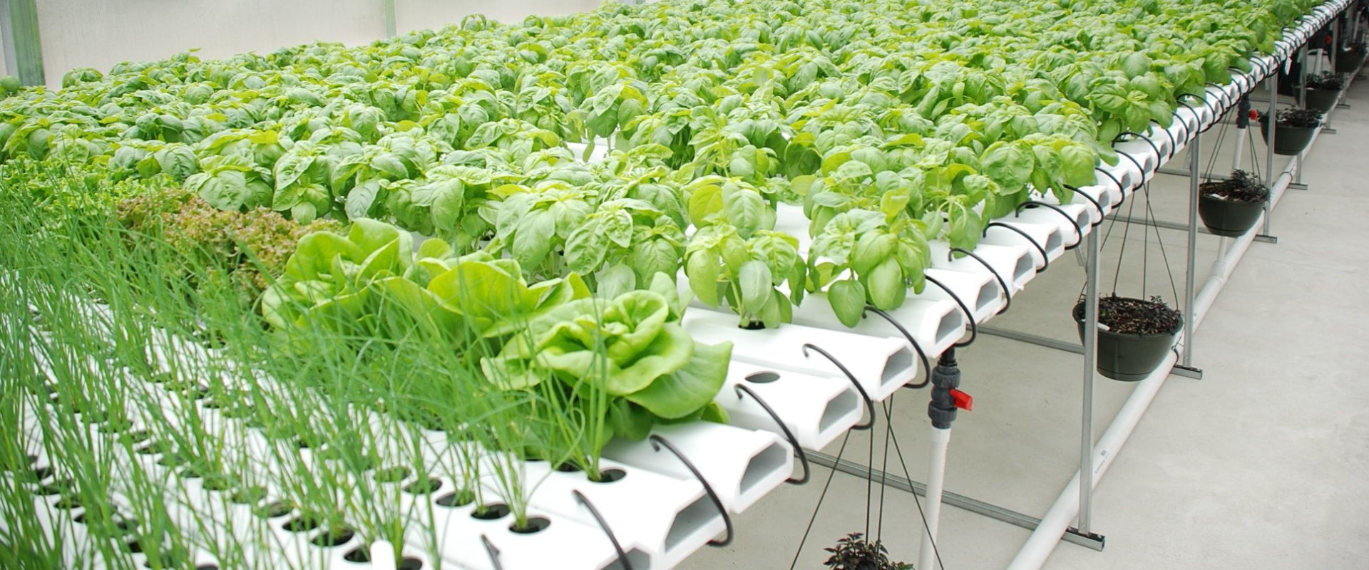 High-Tech Automated Systems for Hydroponic Gardening