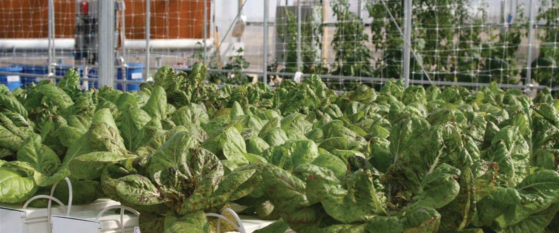 How to Set Up a Successful Hydroponic Garden