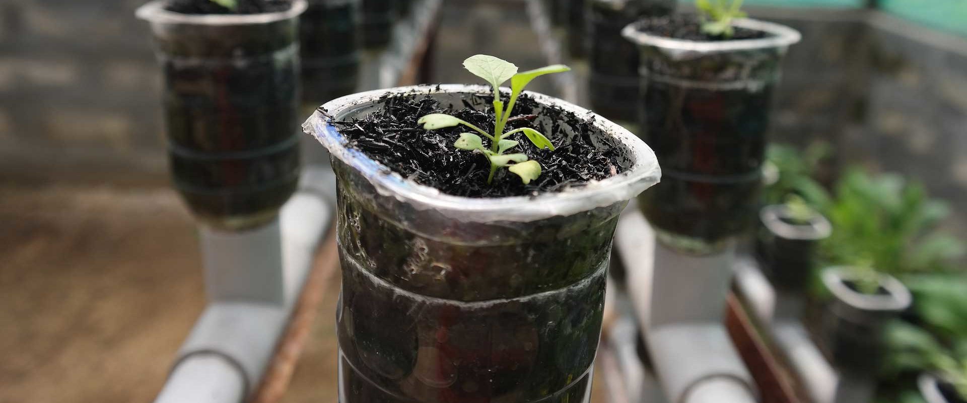 Energy Efficiency and Cost: A Comprehensive Guide to Hydroponic Gardening
