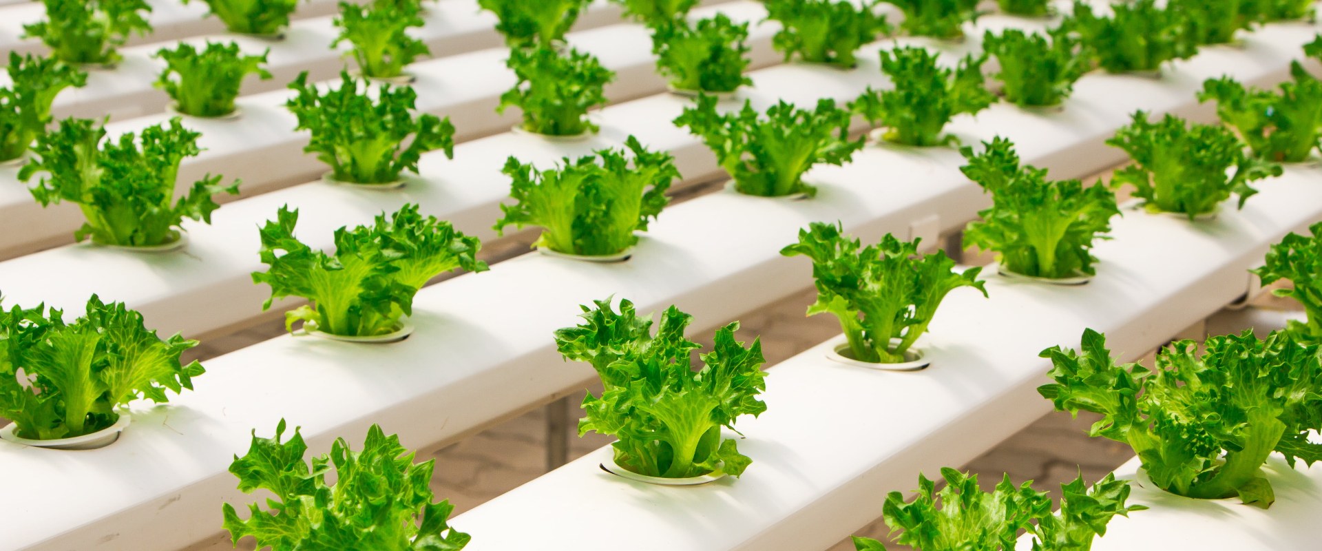 Understanding the Role of NPK in Hydroponic Nutrients