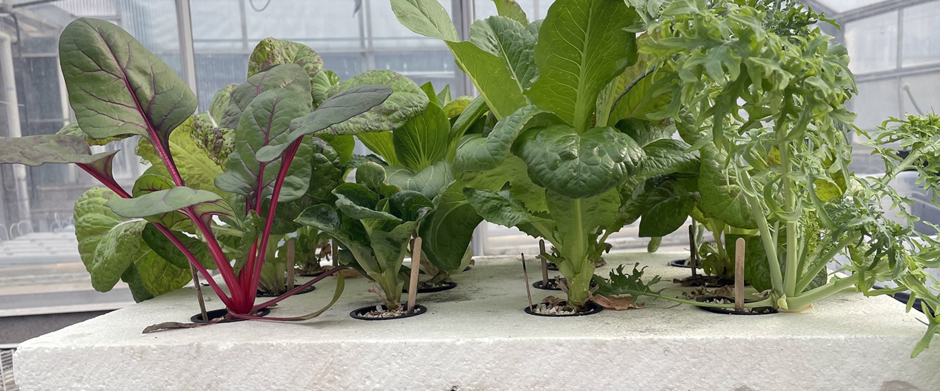 Placement and Distance from Plants in Hydroponics Gardening