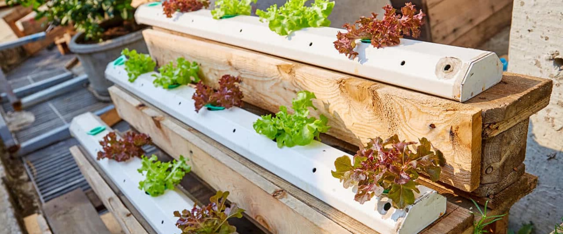 Budget-Friendly Options for Your Hydroponic Garden