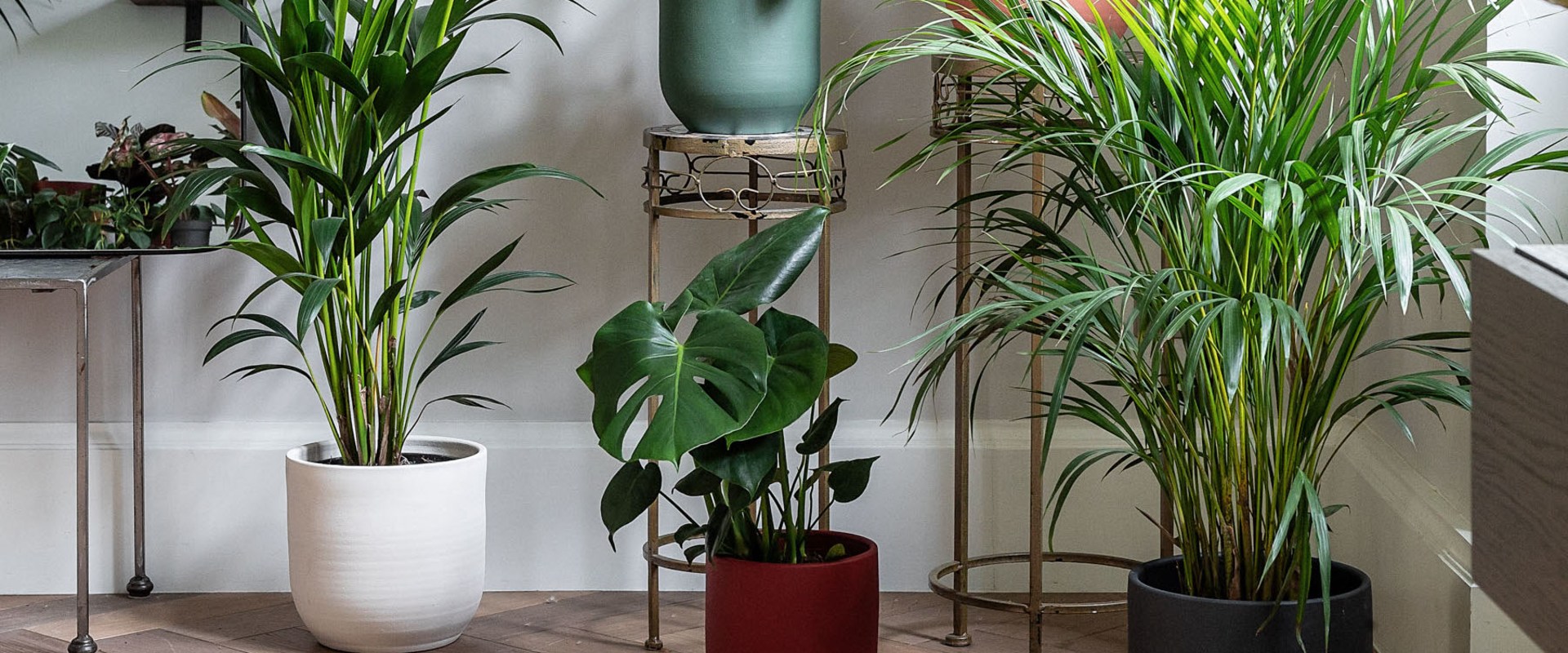 Suitable Plants for Different Environments