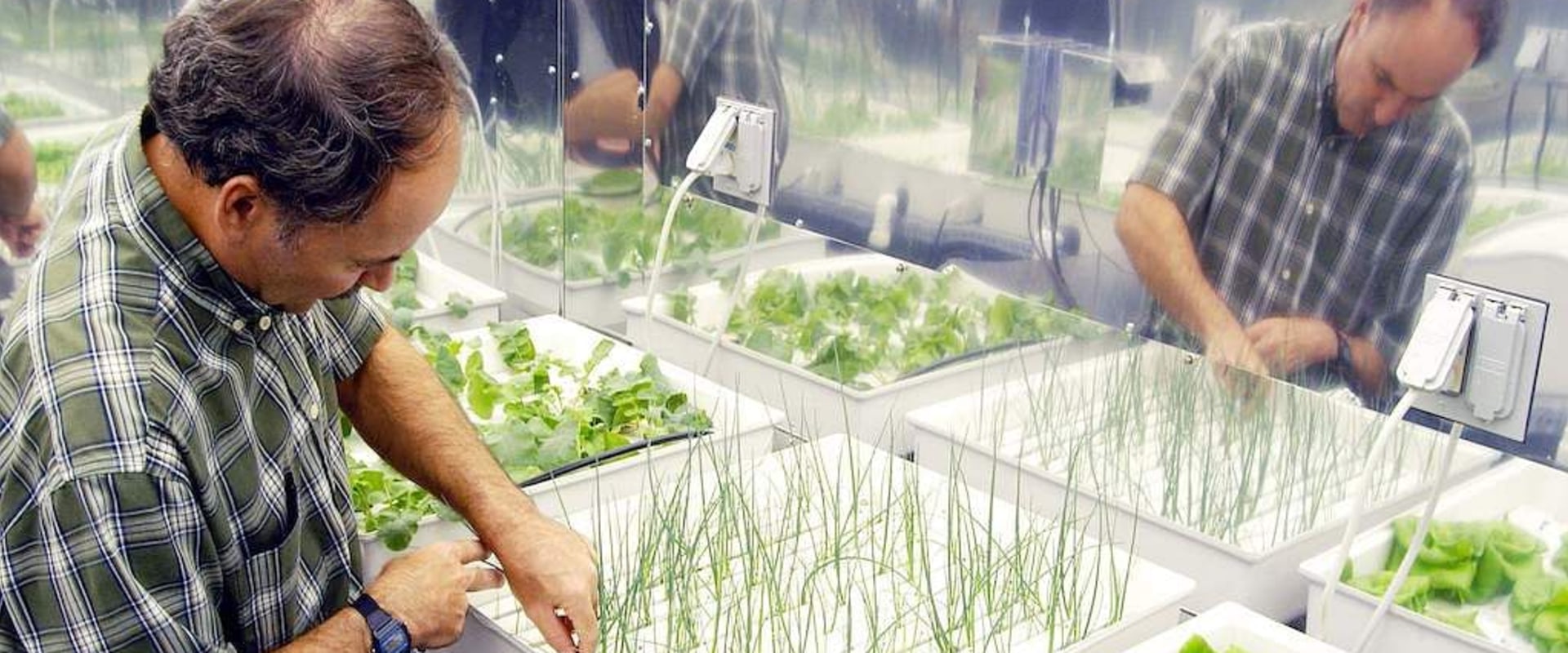 Best organic nutrients for hydroponics: A Comprehensive Guide