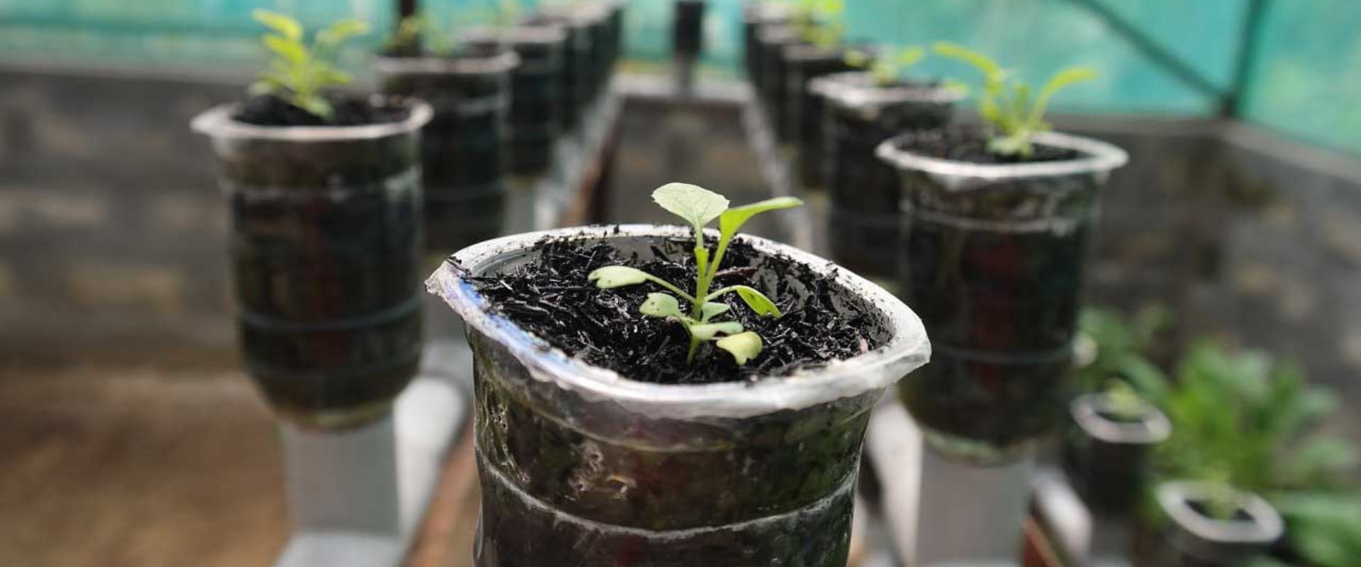 All You Need to Know About Rockwool and Other Inert Media for Hydroponic Gardening