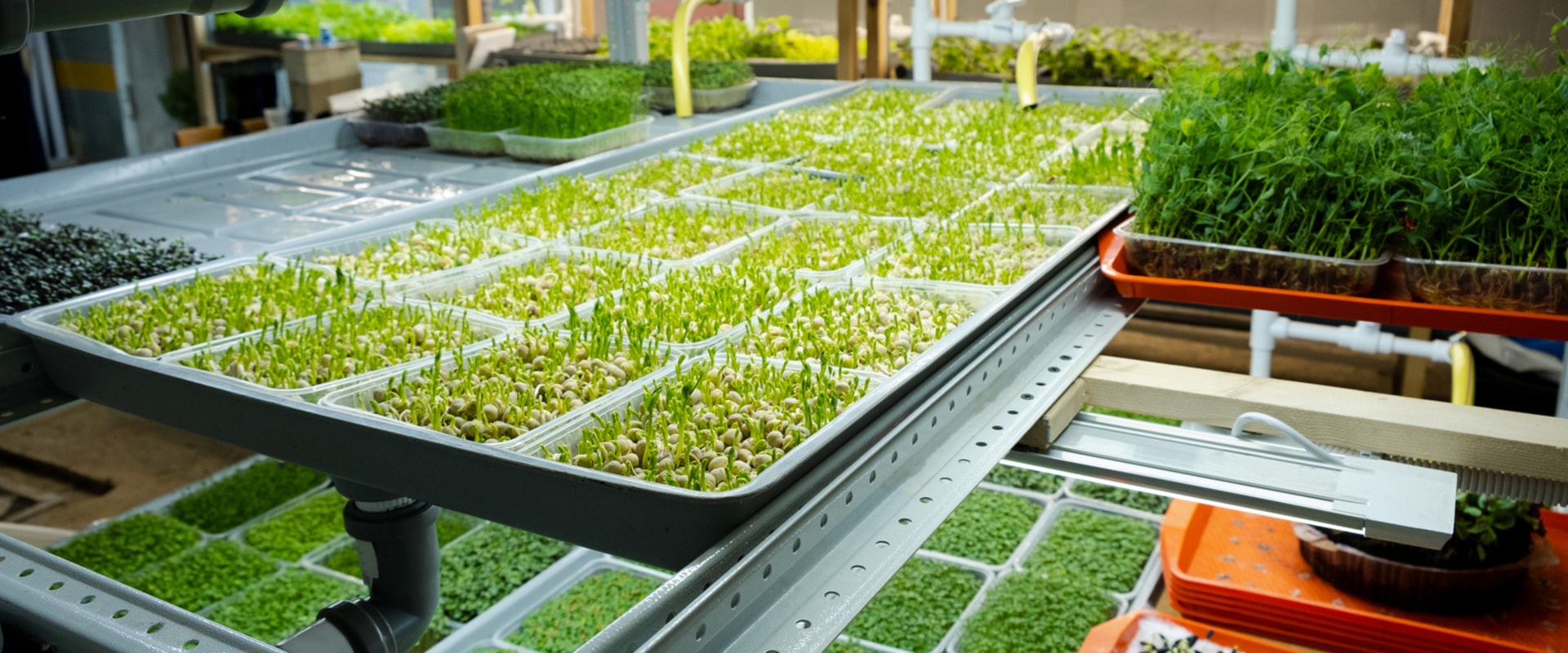 Community Building and Food Security: How Urban Farming and Hydroponics Can Improve Your Community