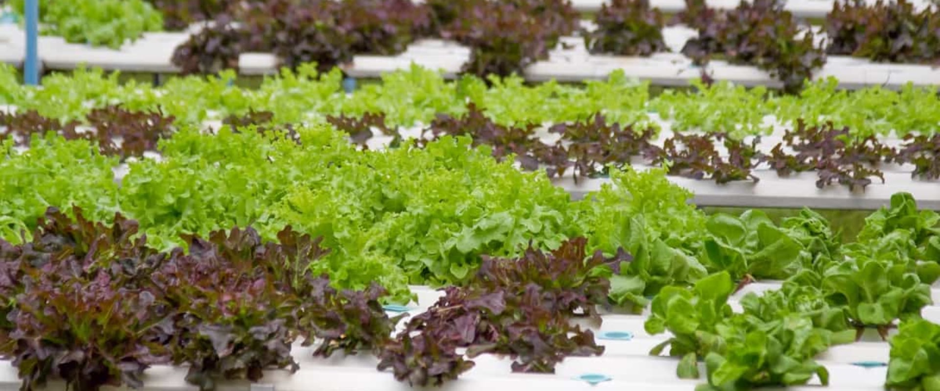 All About Wick Systems: The Ultimate Guide to Hydroponic Gardening