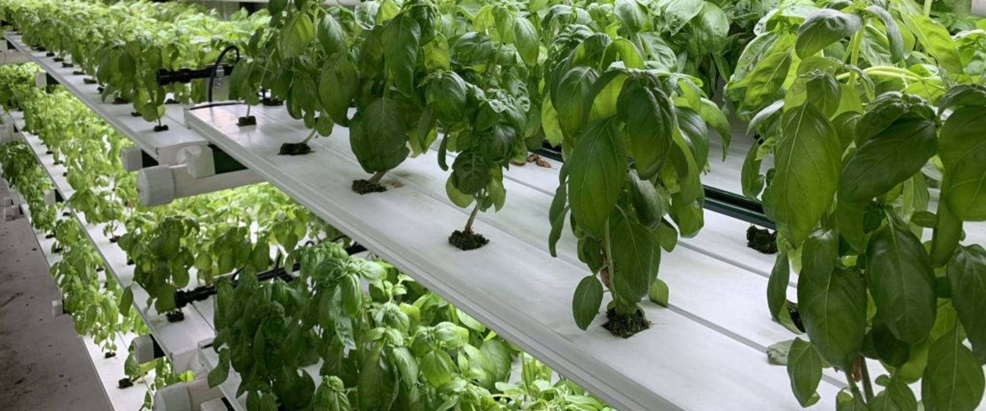 Understanding Nutrient Film Technique for Hydroponic Gardening