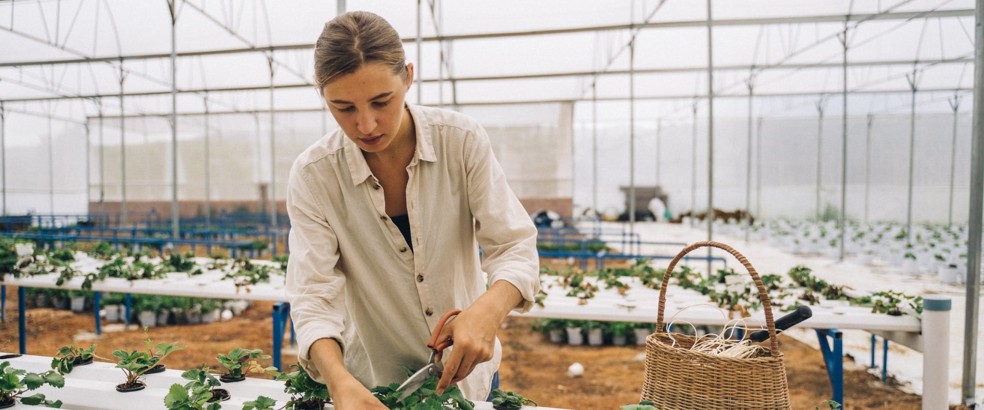 Using Timers for Automated Watering: How to Optimize Your Hydroponic Garden