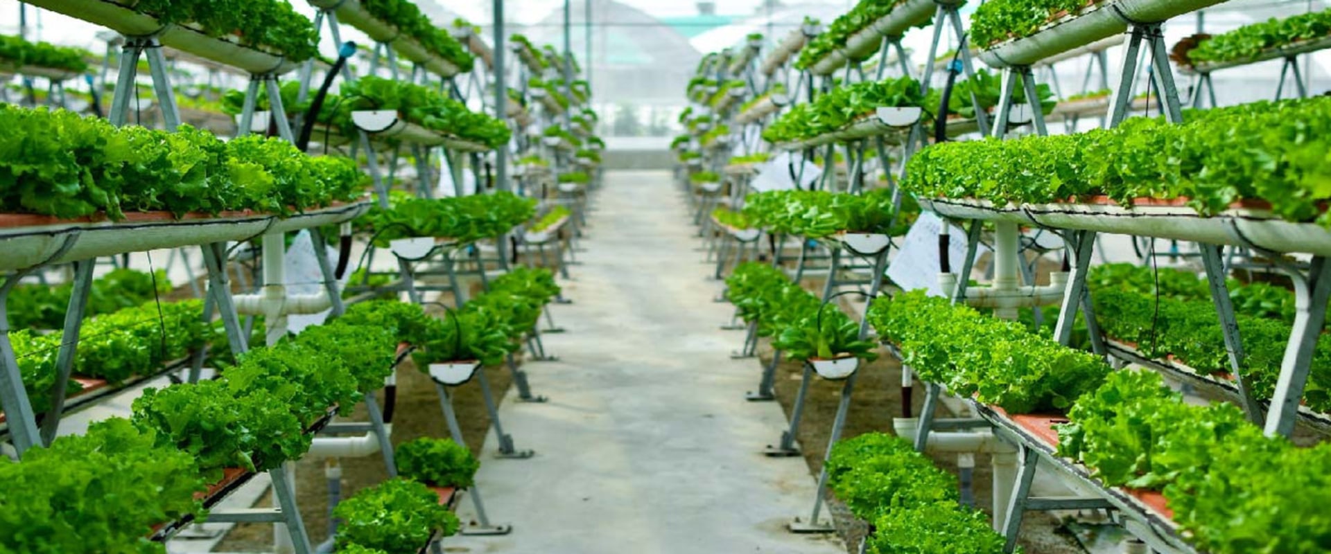 Reducing Strain on Back and Knees: The Ultimate Guide for Hydroponic Vertical Gardening
