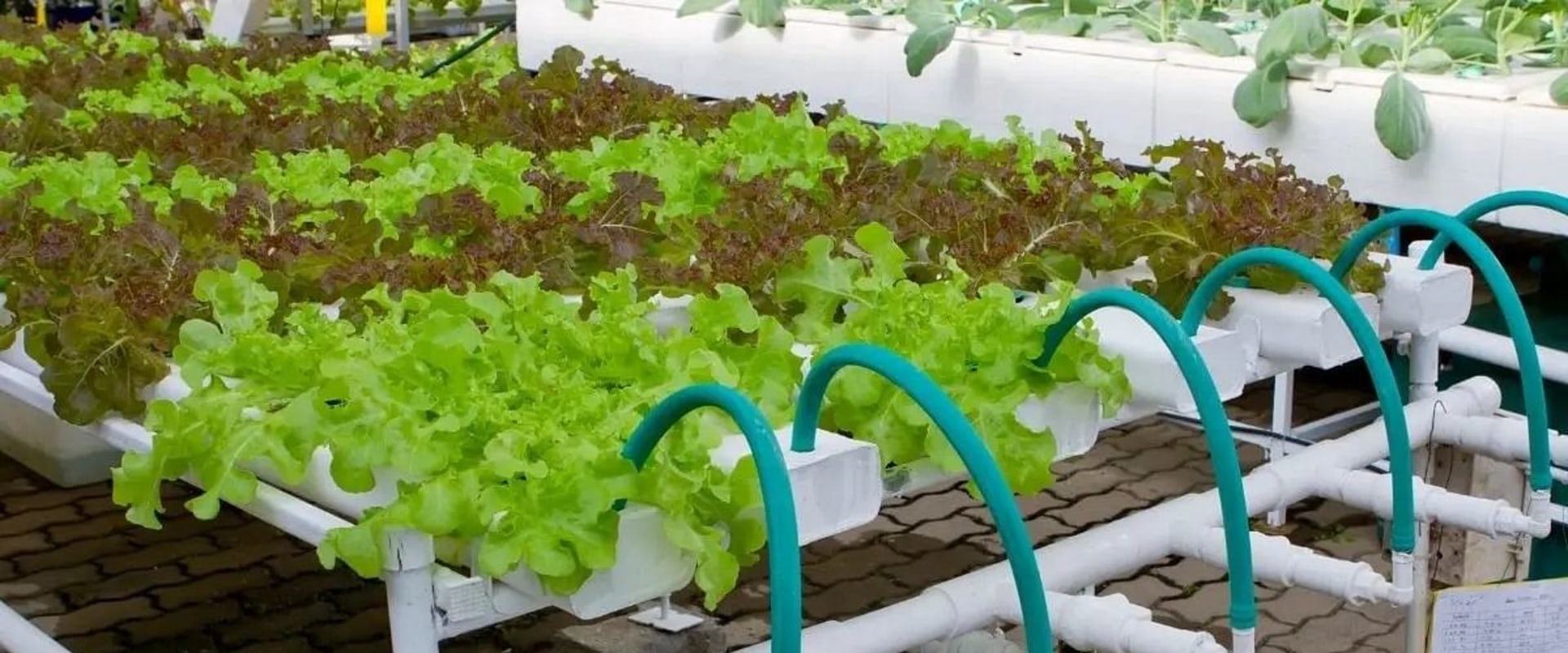 How to Set Up a Drip System for Hydroponic Gardening