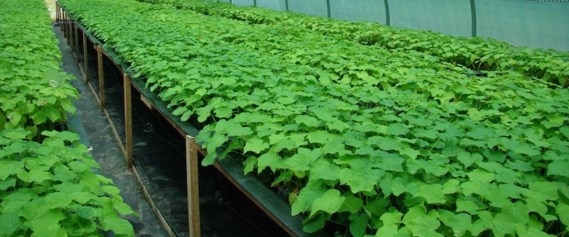 A Beginner's Guide to Hydroponic Greenhouse Systems