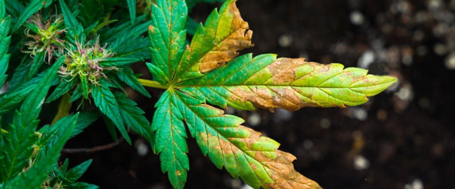 Understanding Common Deficiency Symptoms in Plants: A Comprehensive Guide to Hydroponic Nutrients