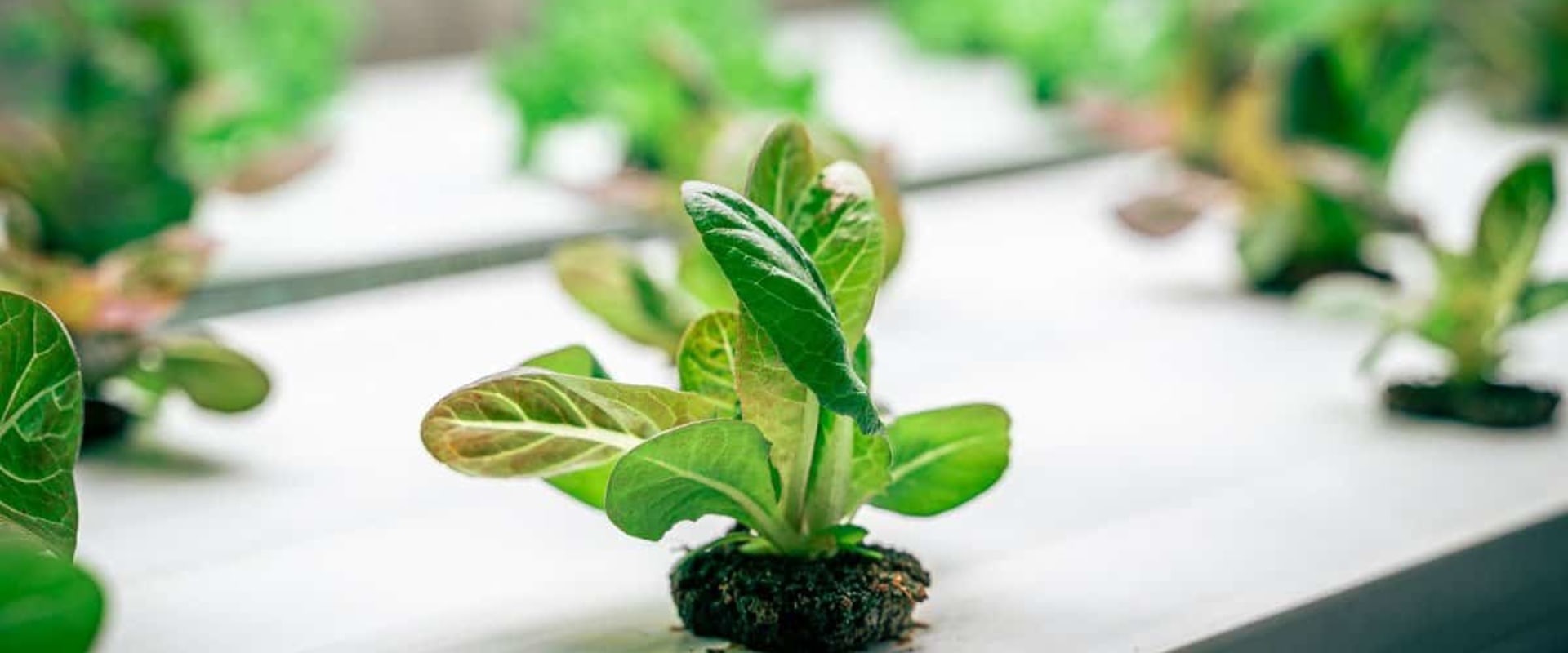 Choosing the Right Grow Medium for Your Hydroponic System
