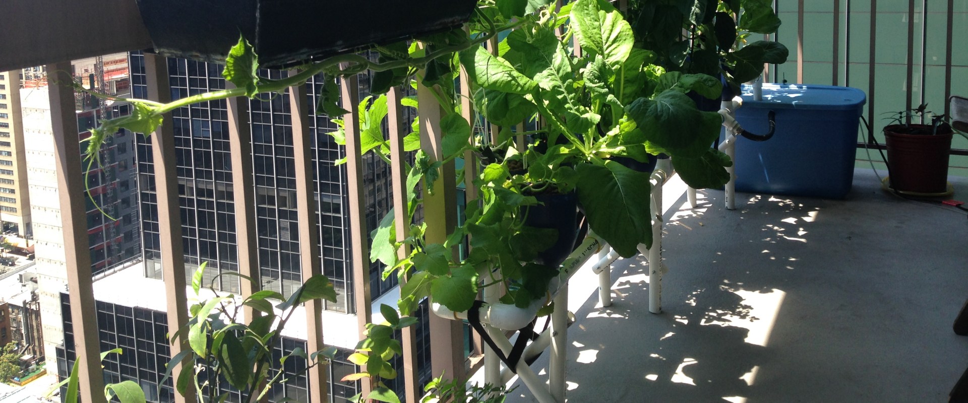 Rooftop and balcony gardening: How to Grow Your Own Urban Hydroponic Garden