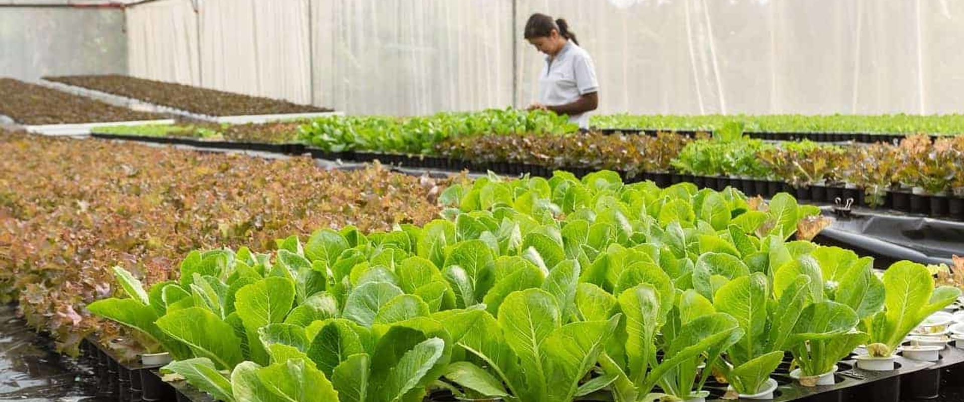 A Beginner's Guide to Hydroponics and Aquaponics
