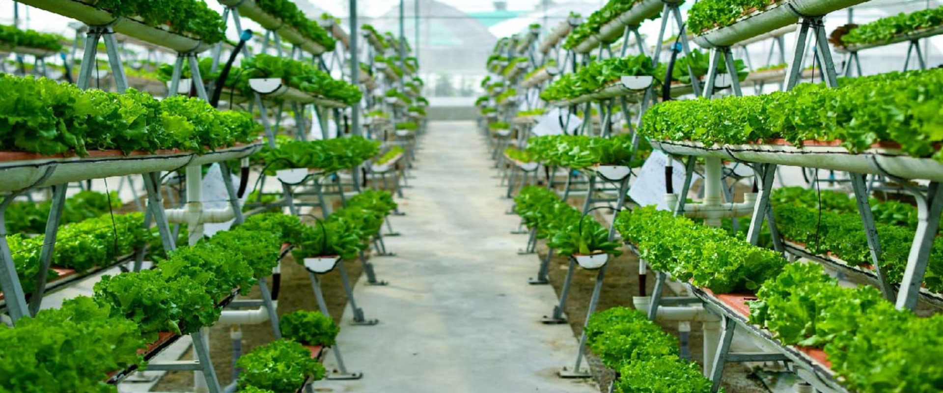 All You Need to Know About Vertical Hydroponic Systems