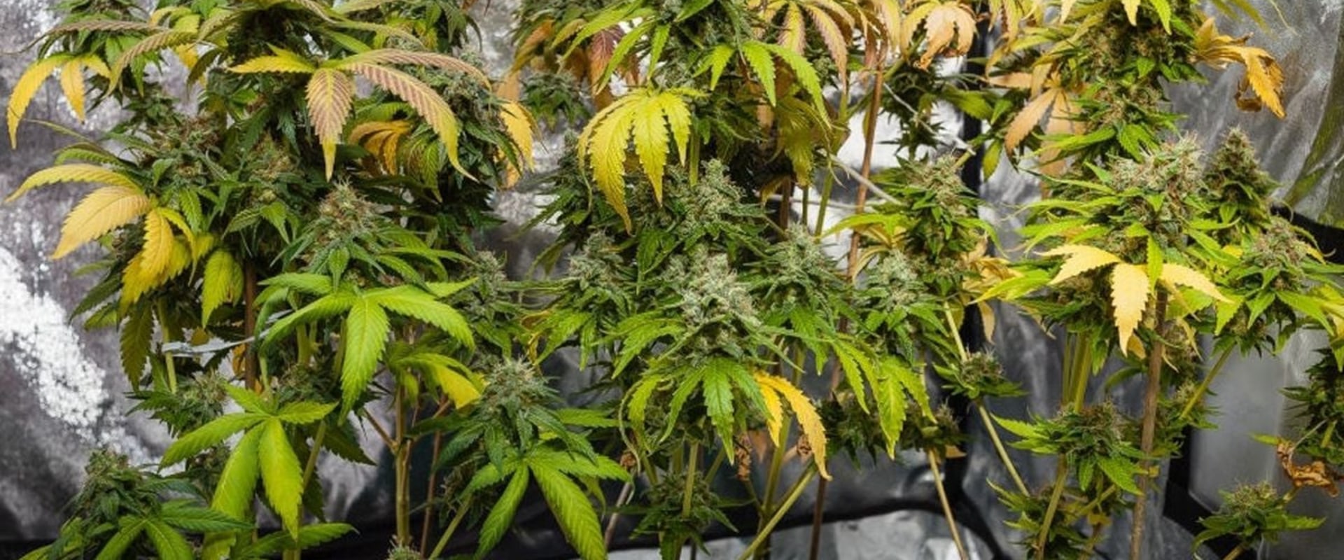 Identifying and Correcting Deficiencies in Hydroponic Nutrients