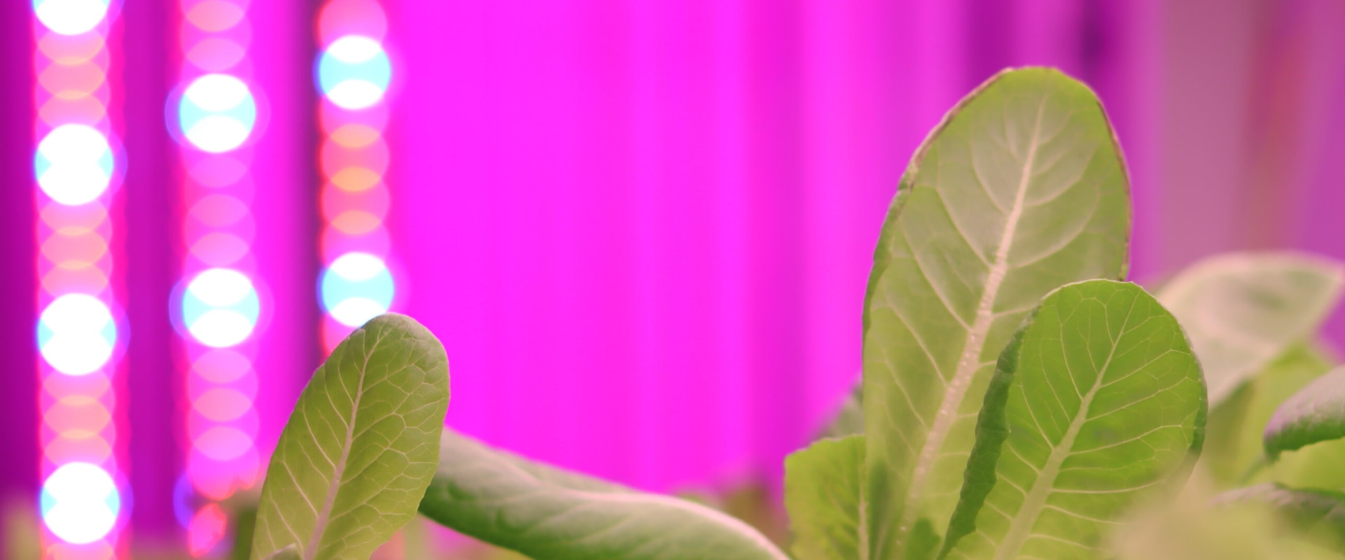 A Complete Guide to Light Cycles for Different Stages of Growth in Hydroponic Gardening