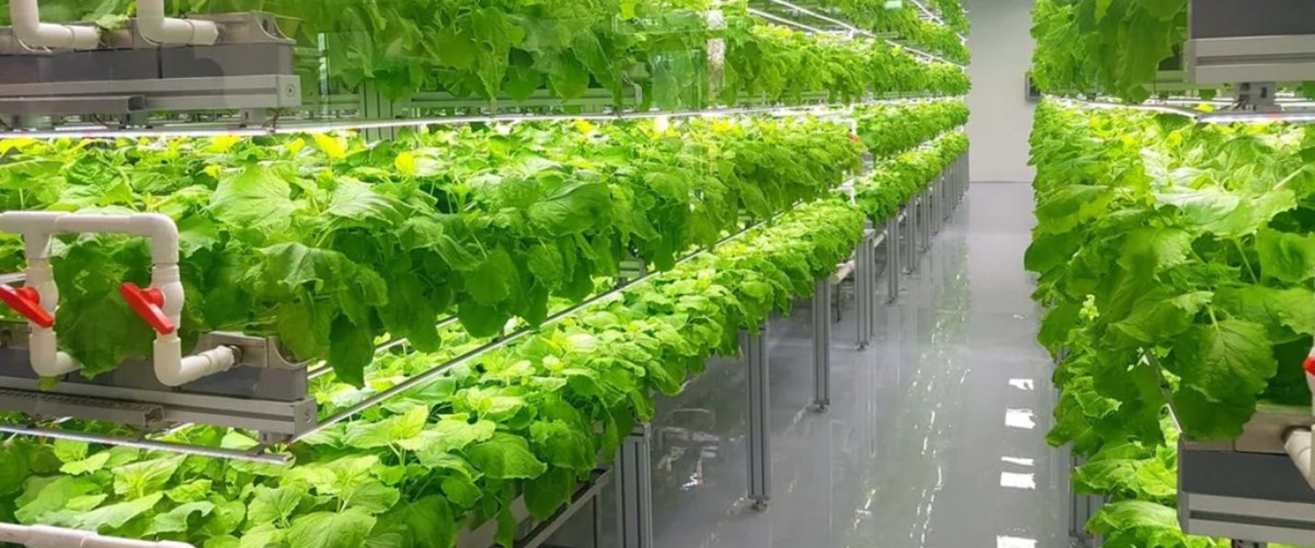 Water and Energy Conservation: Sustainable Solutions for Urban Farming