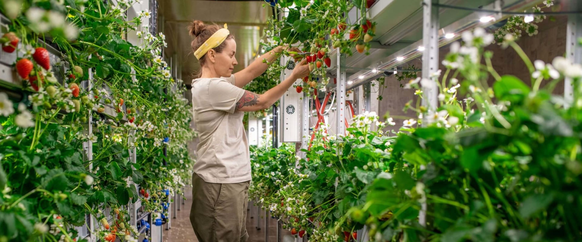 Sustainability and Self-Sufficiency: How Hydroponics Can Help You Achieve Urban Farming Success