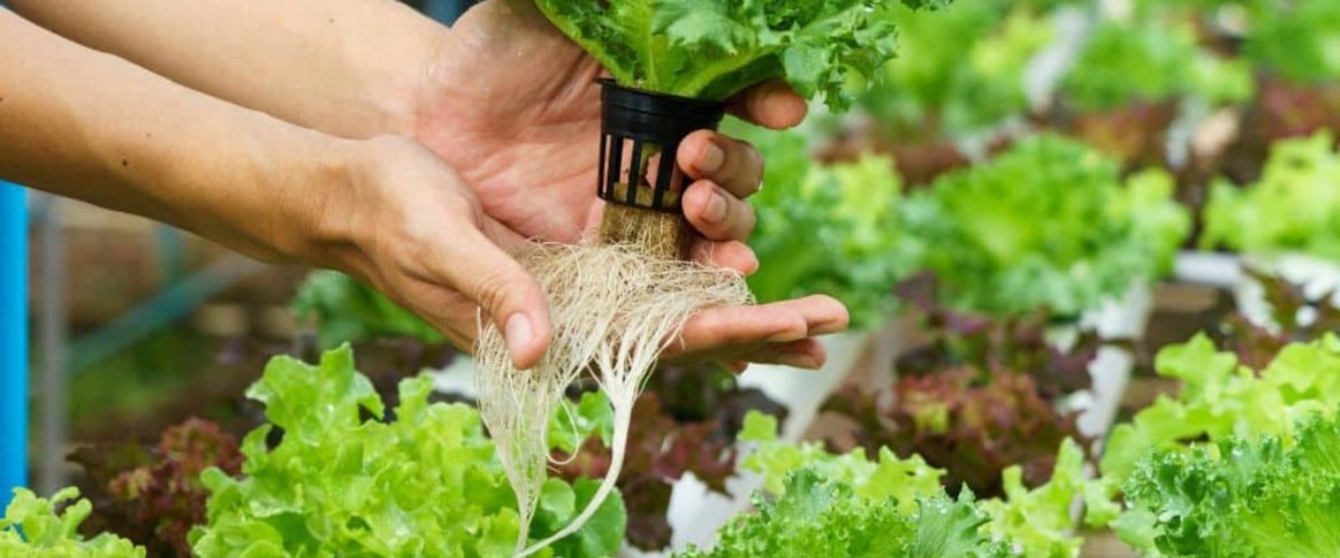 Pros and Cons of Different Types of Hydroponic Nutrients