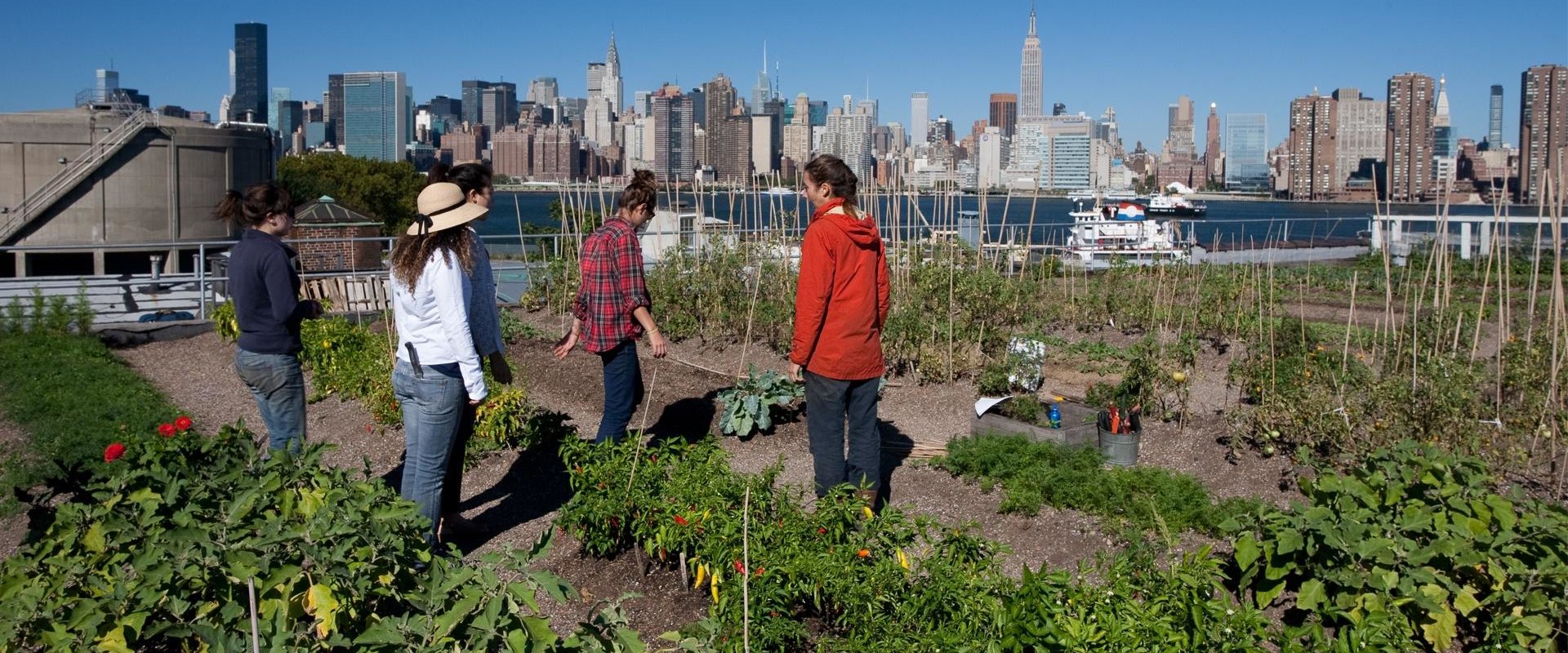 Exploring the World of Hydroponics: Community Gardens and Urban Farms