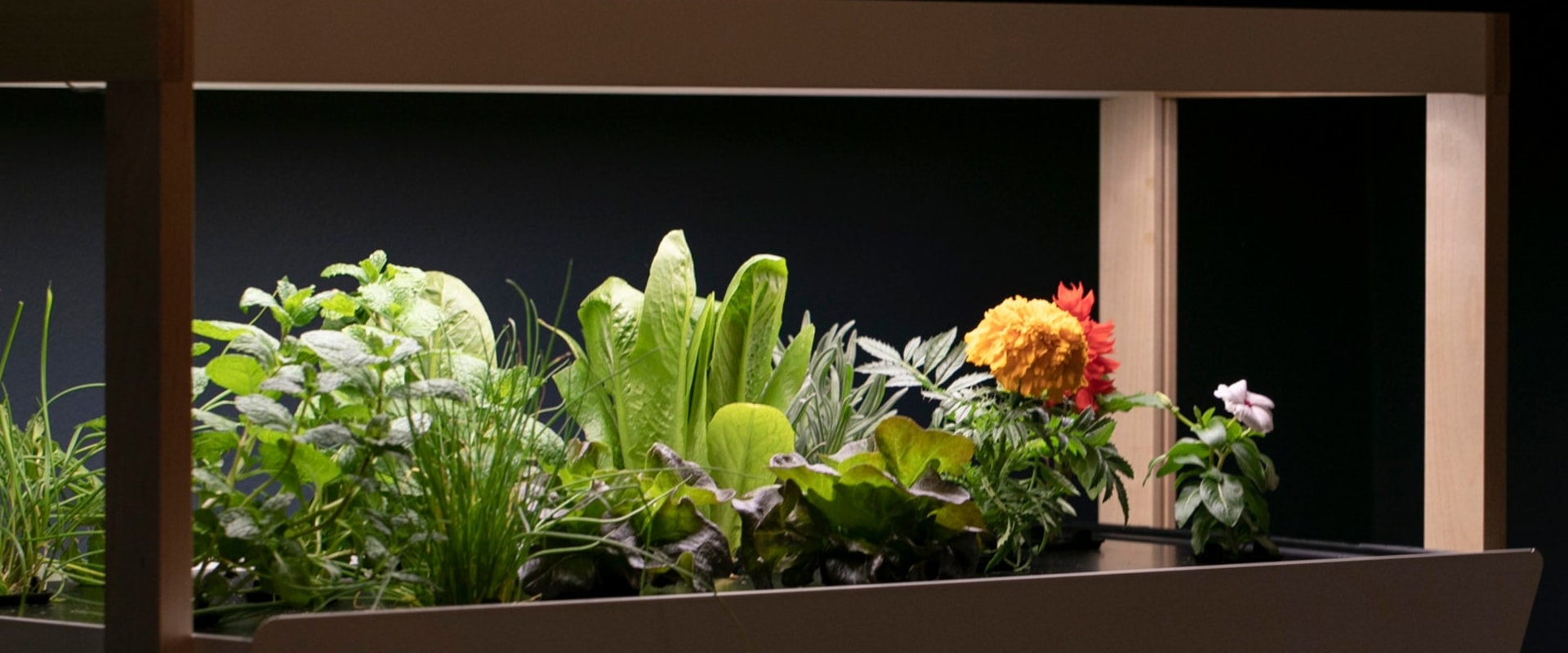 Hydroponic Systems for Small Spaces: Maximize Your Indoor Gardening Potential
