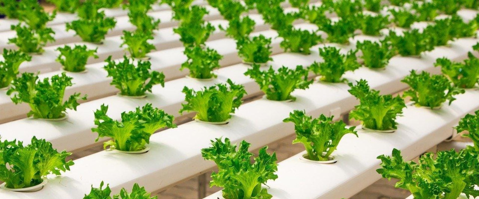 Adjusting Nutrient Levels for Optimal Growth: A Comprehensive Guide to Hydroponic Nutrients