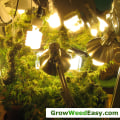 Metal Halide (MH) Lights: A Guide to Hydroponic Gardening