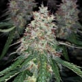 A Beginner's Guide to Ceramic Metal Halide (CMH) Lights for Hydroponic Gardening