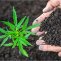 Organic vs. Synthetic Supplements: Choosing the Best for Your Hydroponic Garden