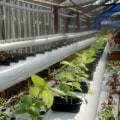 Recirculating vs. Non-Recirculating Systems: Which is Best for Your Hydroponic Garden?