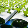 How Beneficial Microbes and Enzymes Can Transform Your Hydroponic Garden