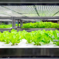 A Comprehensive Look at Fluorescent Lights for Hydroponic Gardening