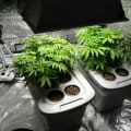 A Comprehensive Look at Deep Water Culture (DWC)
