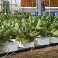How to Set Up a Successful Hydroponic Garden
