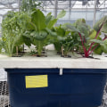 Placement and Distance from Plants in Hydroponics Gardening