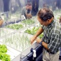 Best organic nutrients for hydroponics: A Comprehensive Guide
