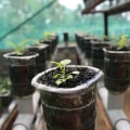 All You Need to Know About Rockwool and Other Inert Media for Hydroponic Gardening