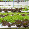All About Wick Systems: The Ultimate Guide to Hydroponic Gardening