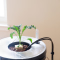 Air Pumps and Oxygenation in Hydroponics: Providing Essential Nutrients for Your Plants